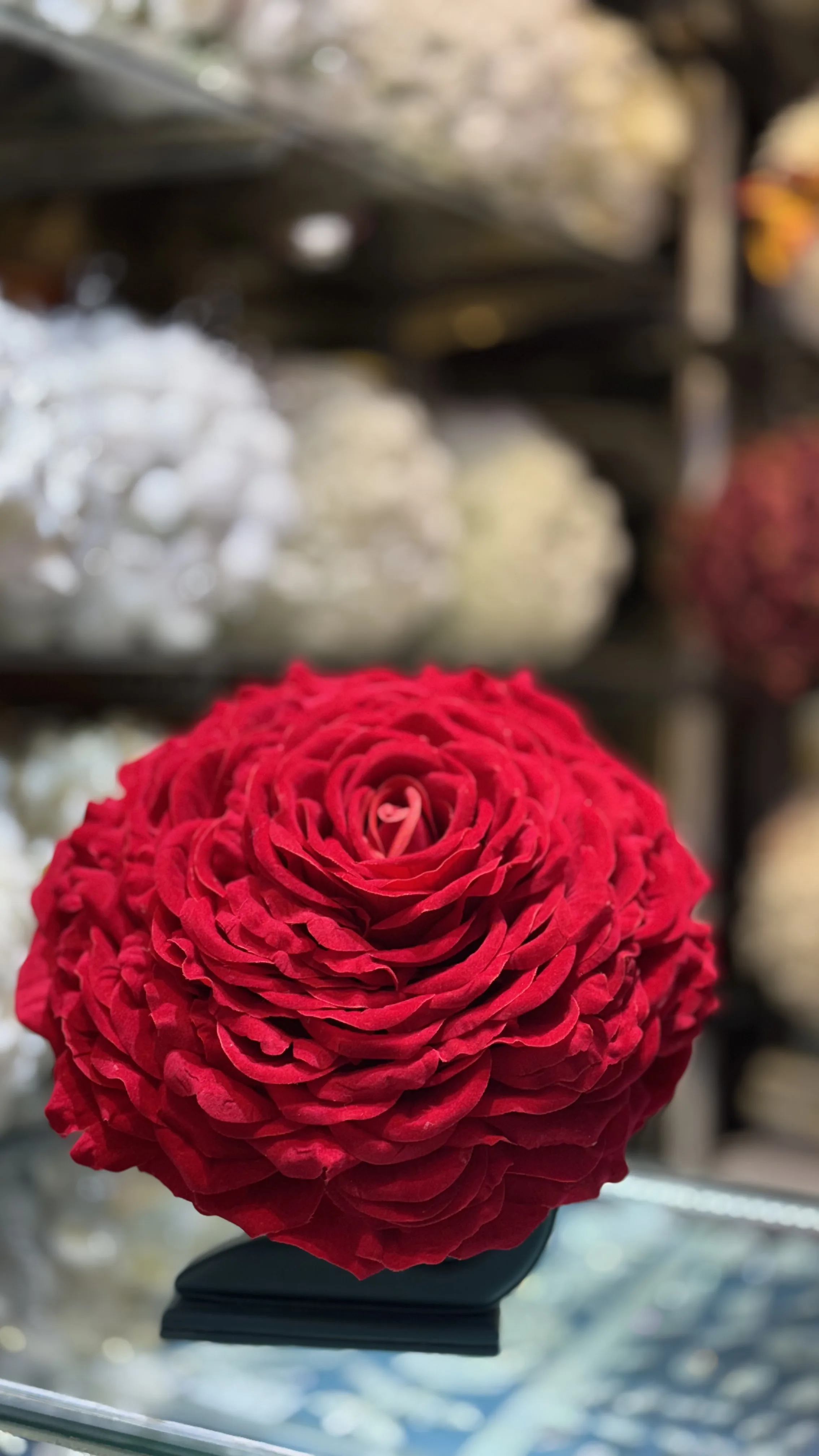 گوڵی سور(خەنەبەندان)