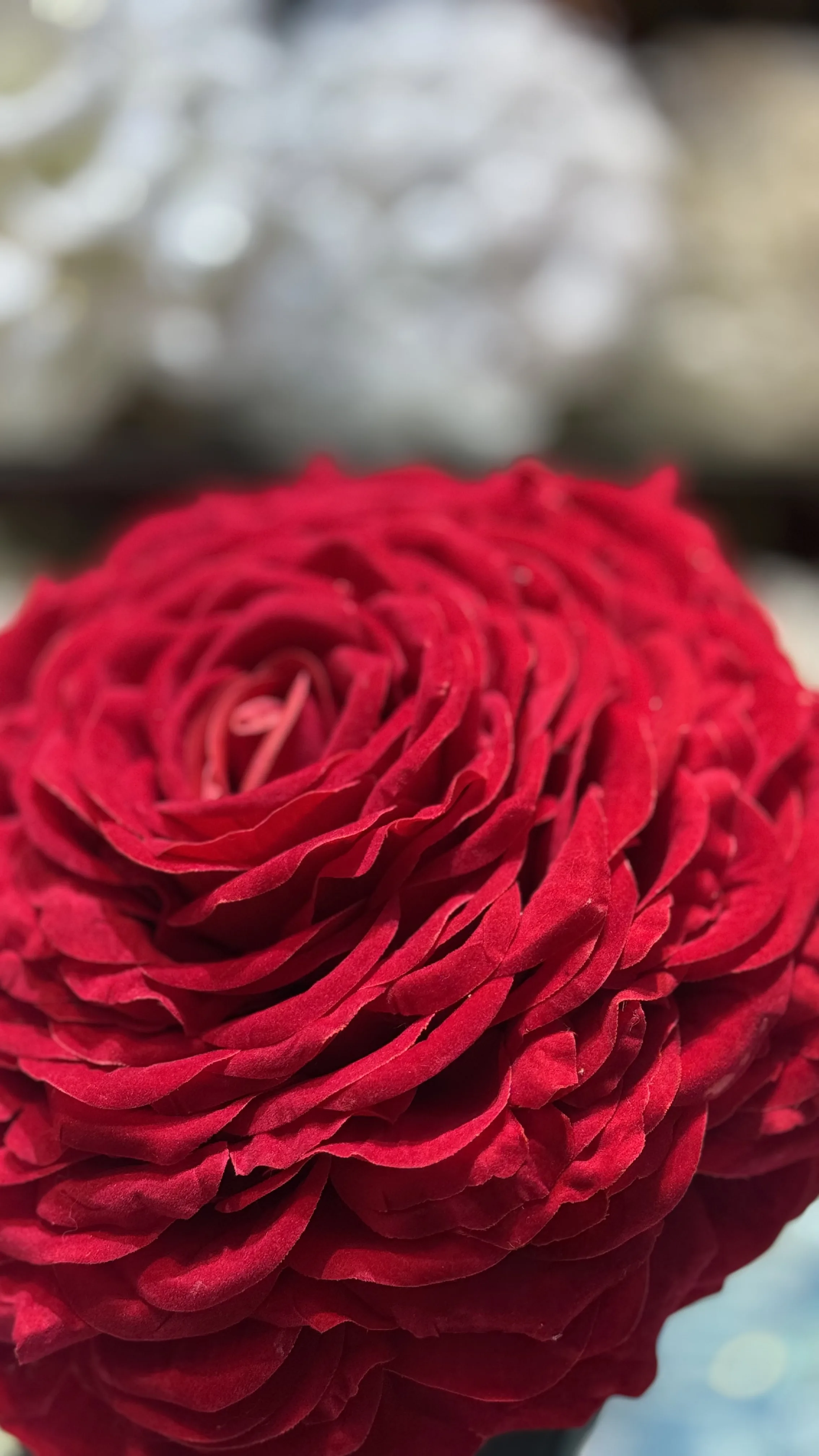گوڵی سور(خەنەبەندان)